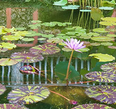 Lilly pads on a pond. Links to Closely Held Business Stock